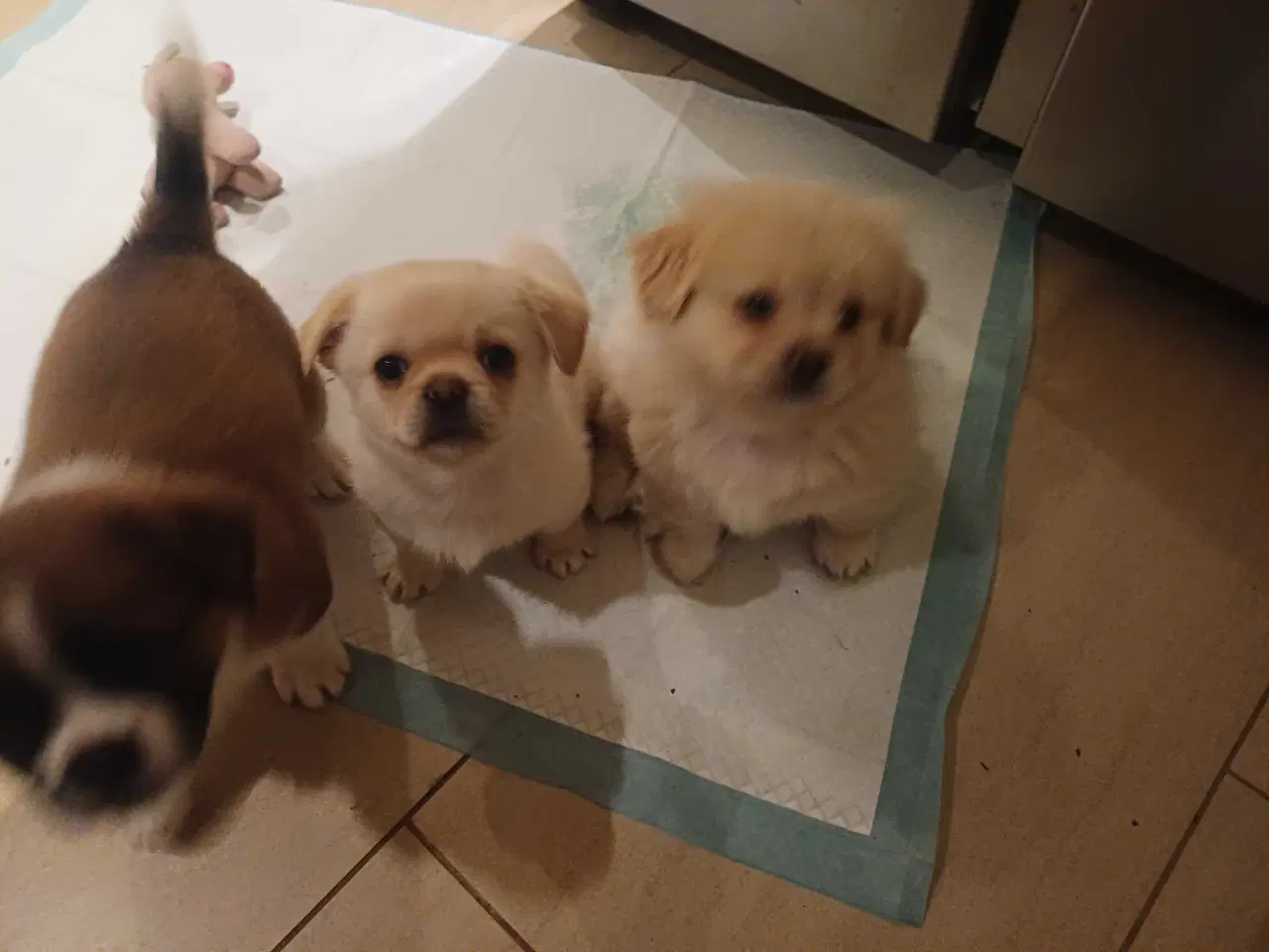 Billede 1 - Hvalpe søger nyt hjem 