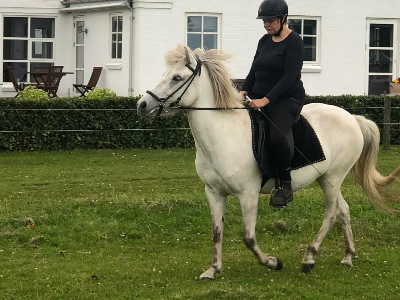 Billede 1 - Opstaldning/sommergræs tilbydes 