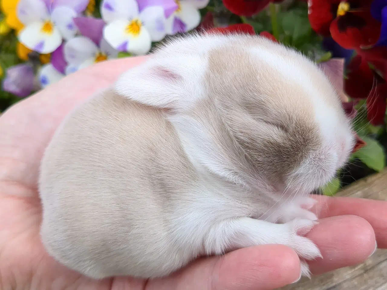Billede 17 - Minilop kaninunger sælges 