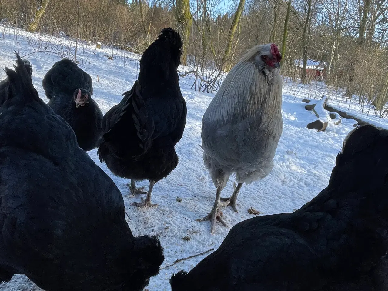 Billede 11 - Engelsk Araucana hønekyllinger 