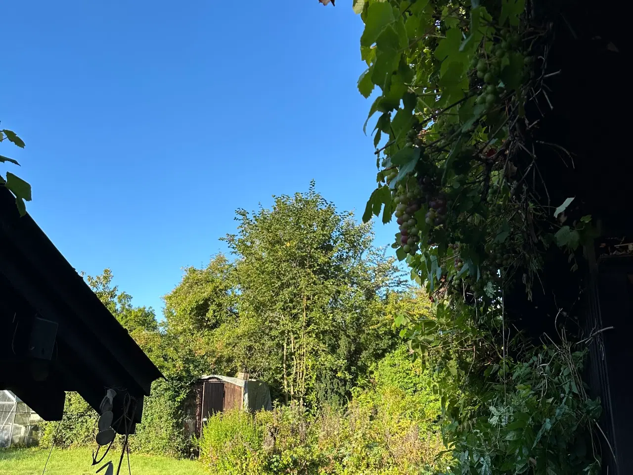 Billede 5 - Skøn kolonihave med fantastisk beliggenhed 