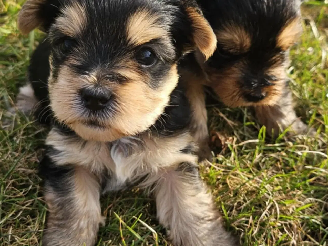 Billede 17 - 4 Yorkshire terrier hvalpe søgør kærlige hjem