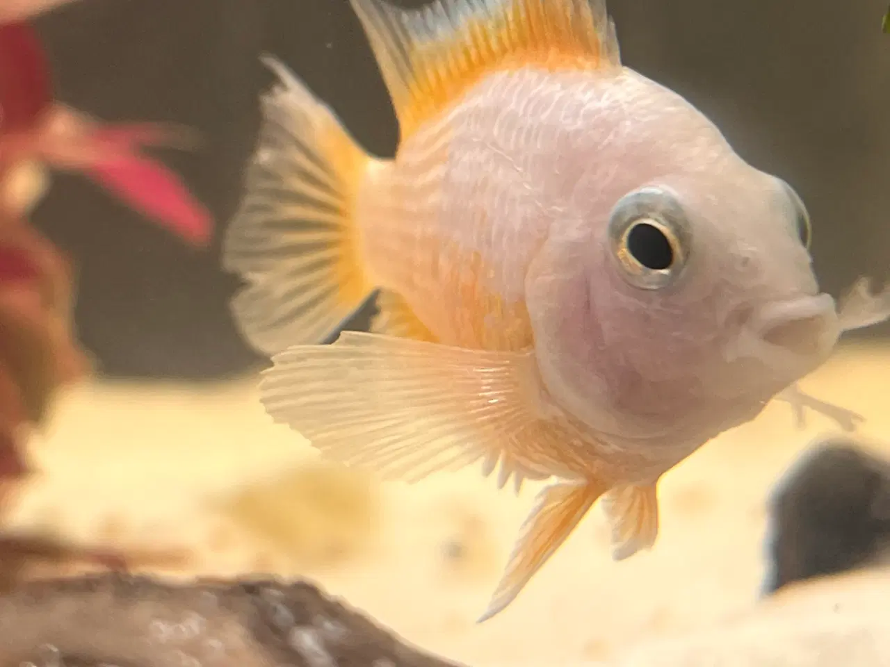 Billede 1 - Cichlider