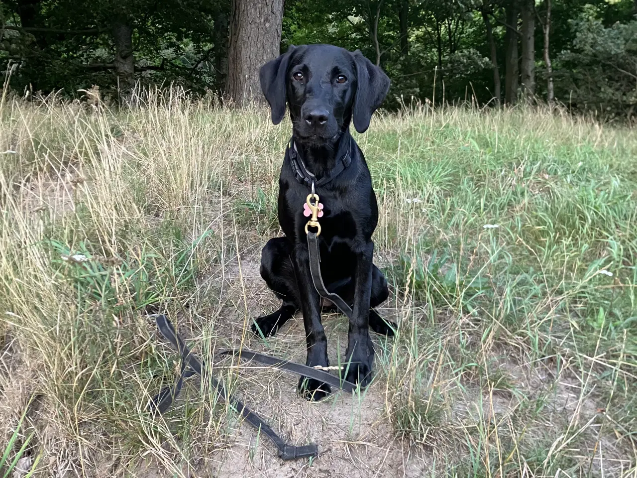 Billede 3 - Labrador, 9 måneder, søger nyt hjem