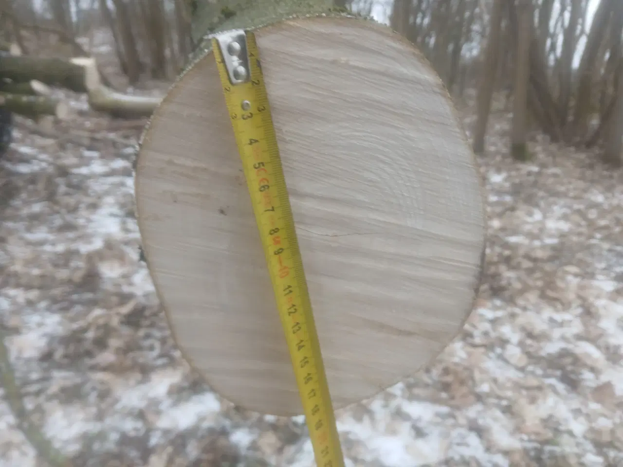 Billede 8 - Ahorntræ fældet og parteret i stamme og grene