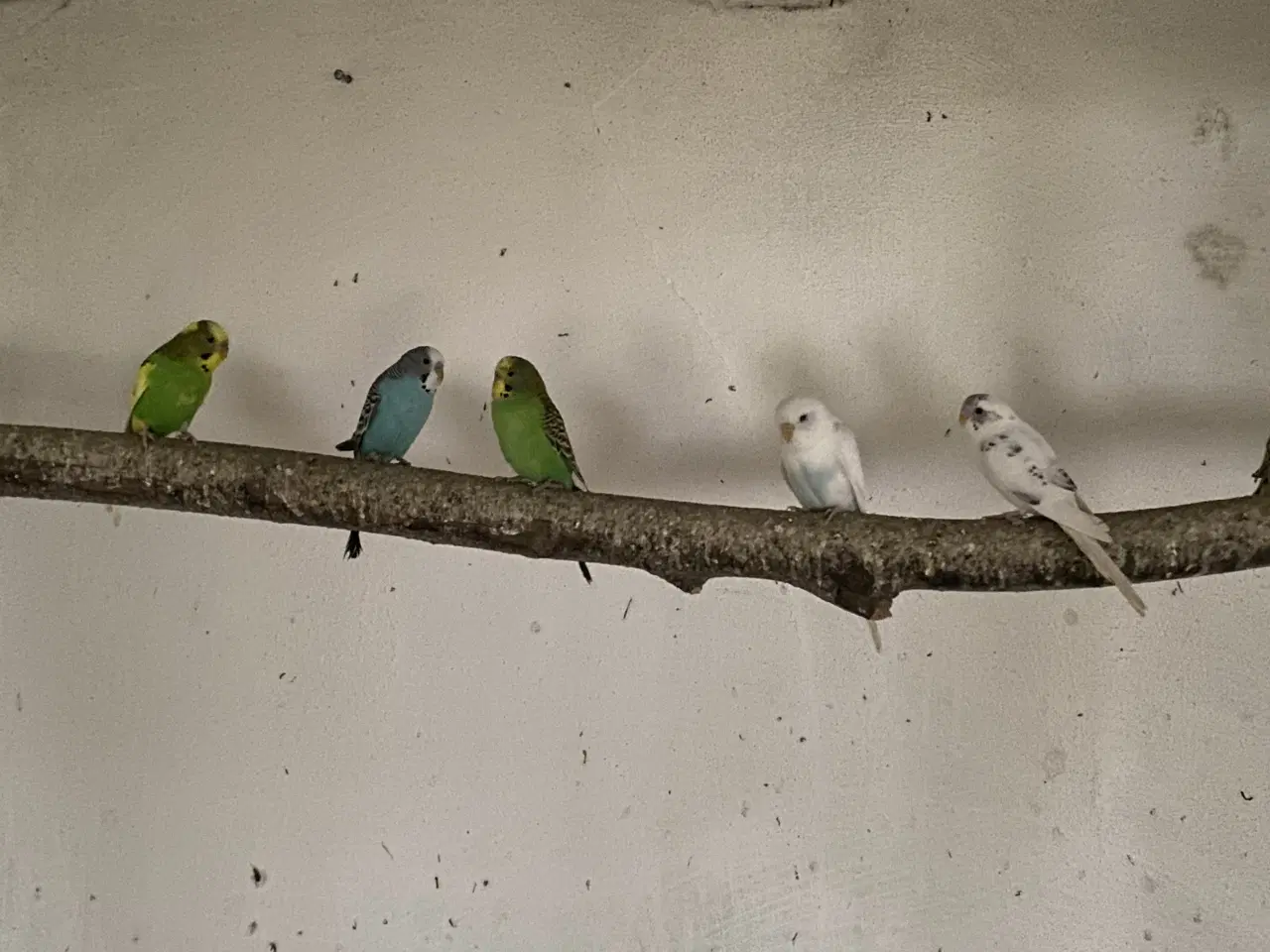 Billede 1 - Undulater fra 2025