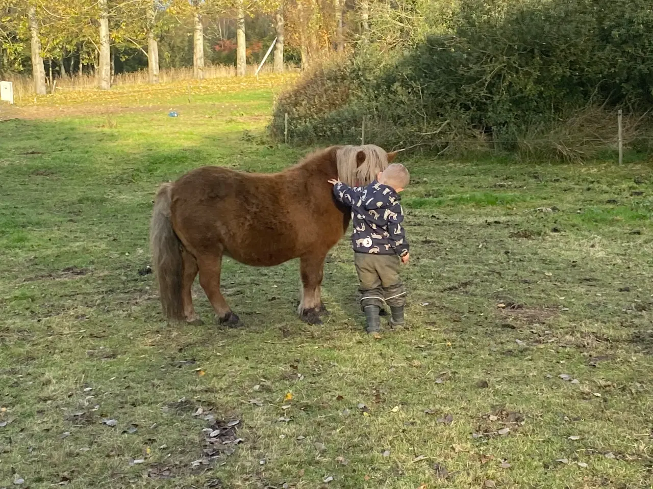 Billede 3 - Shetlænder hoppe