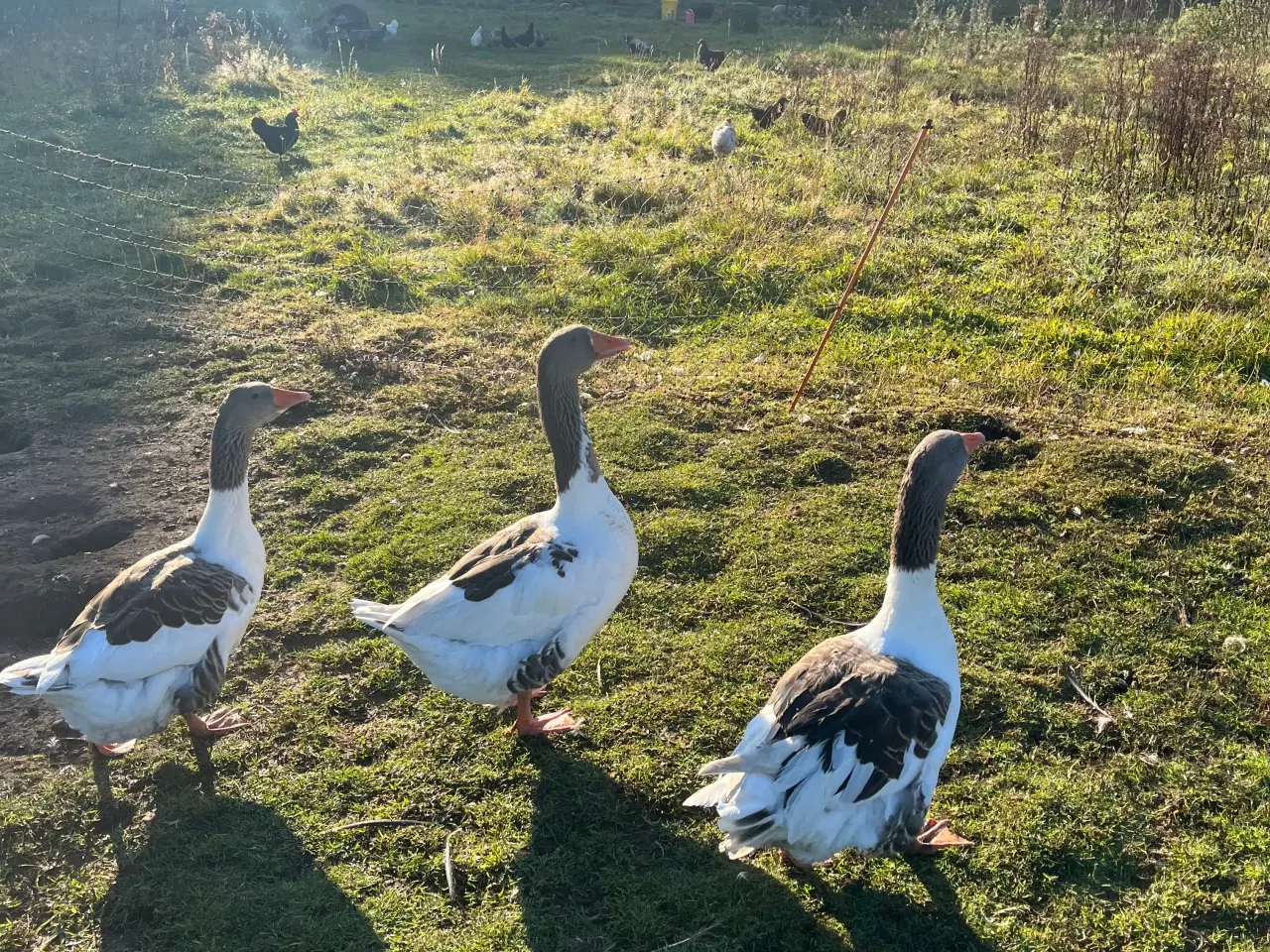 Billede 1 - Broget gæs avls flok