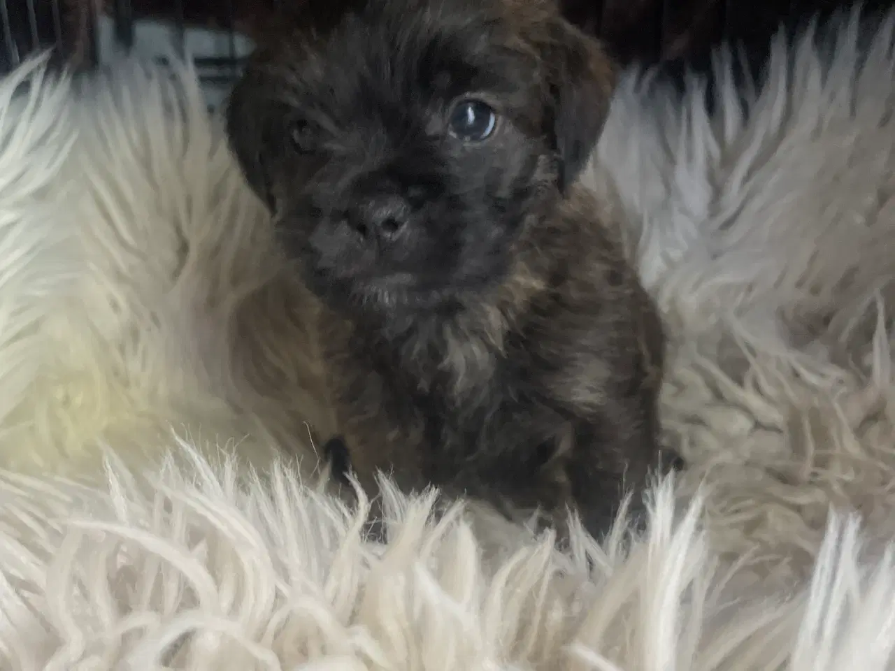 Billede 13 - Fransk cavapoo søger ny sofa arm🥰