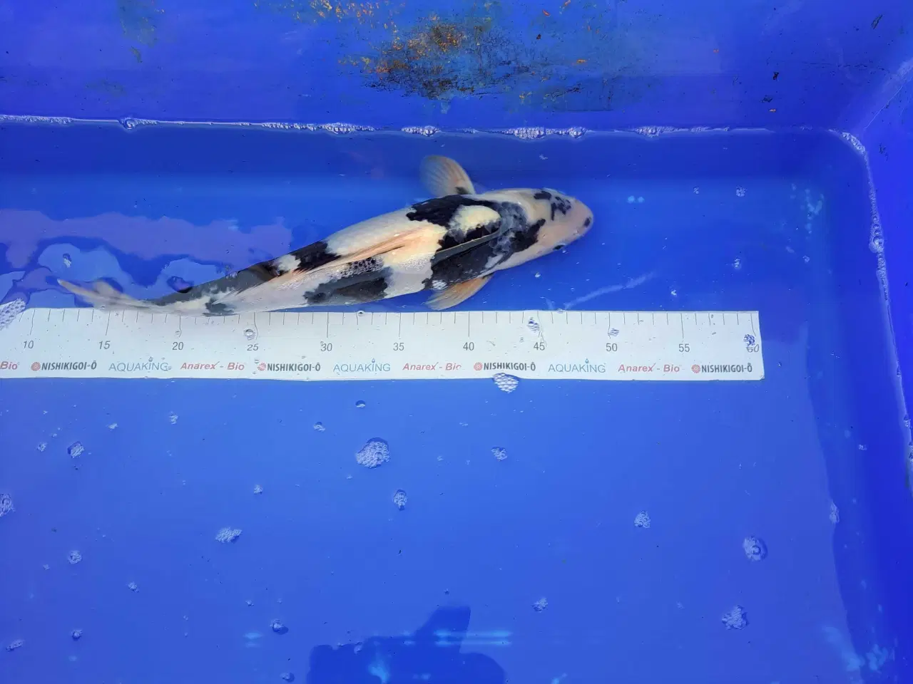 Billede 14 - Koikarper 