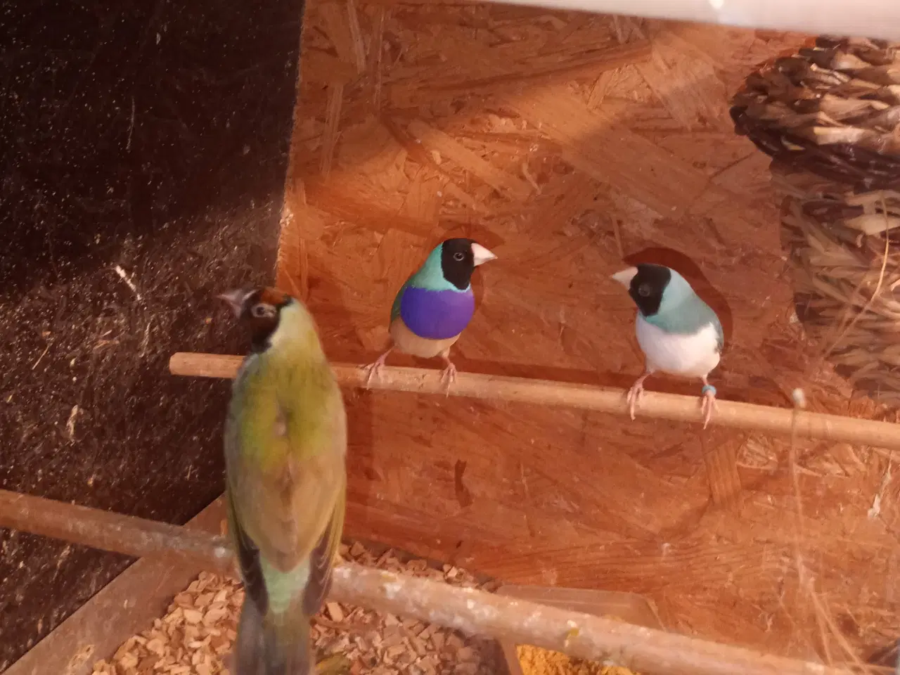 Billede 2 - Goulden samariner