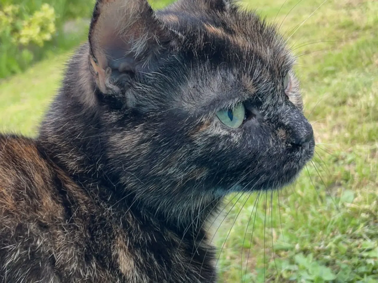 Billede 4 - Blandnings kat 