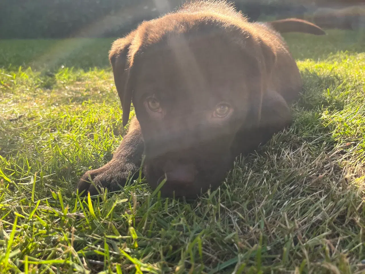 Billede 1 - Brune Labrador F1 hvalpe