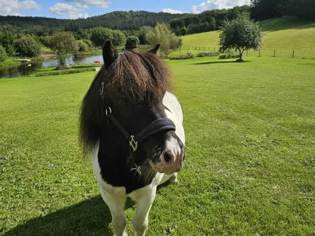 Billede 1 - Selskabelig og smuk shetlænder
