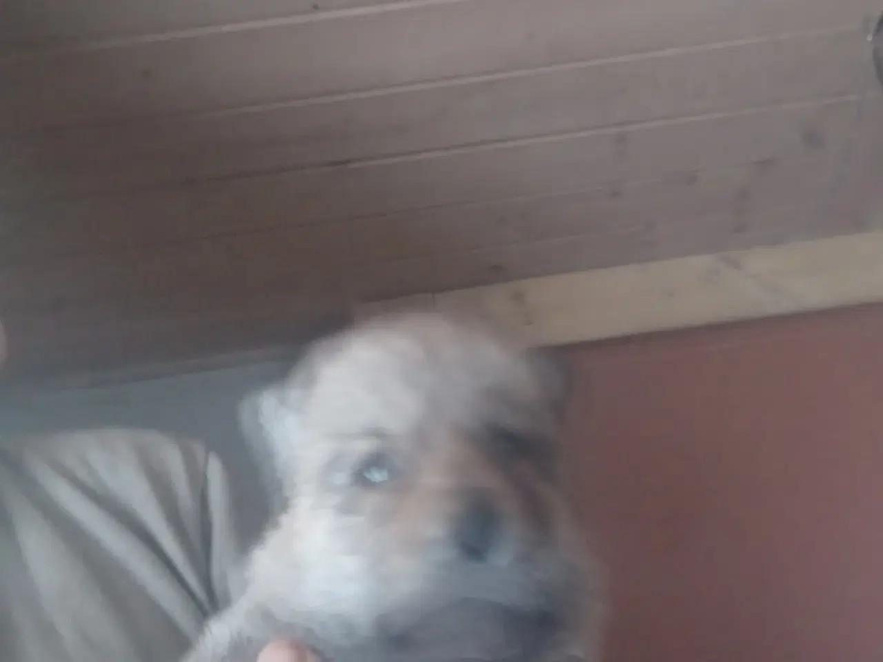 Billede 7 - tjekkoslovakiske ulvehunde hvalpe til salg