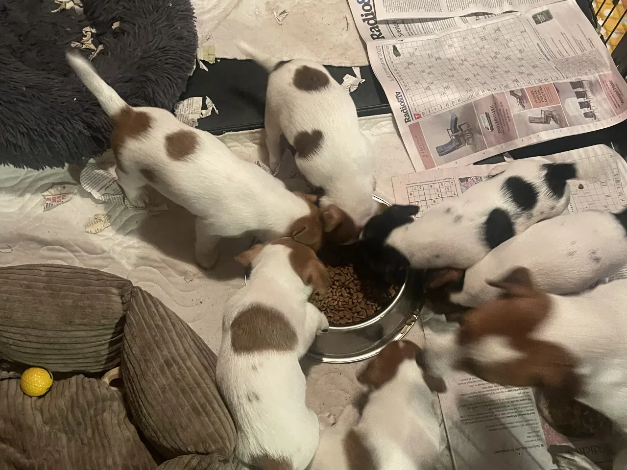 Billede 5 - Jack Russell Hvalpe - Glathåret - DKK stamtavle