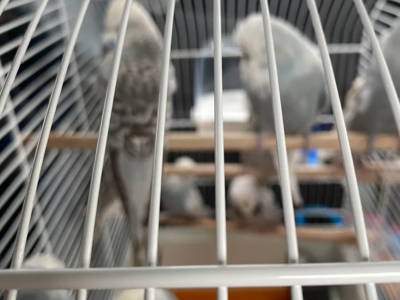 Billede 10 - Fugle Dværgpapegøje