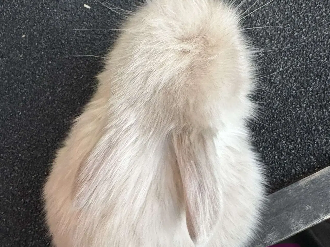 Billede 3 - Mini lop hun kanin