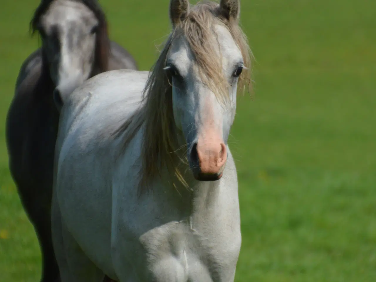 Billede 2 - Welsh sec.B hingsteplag