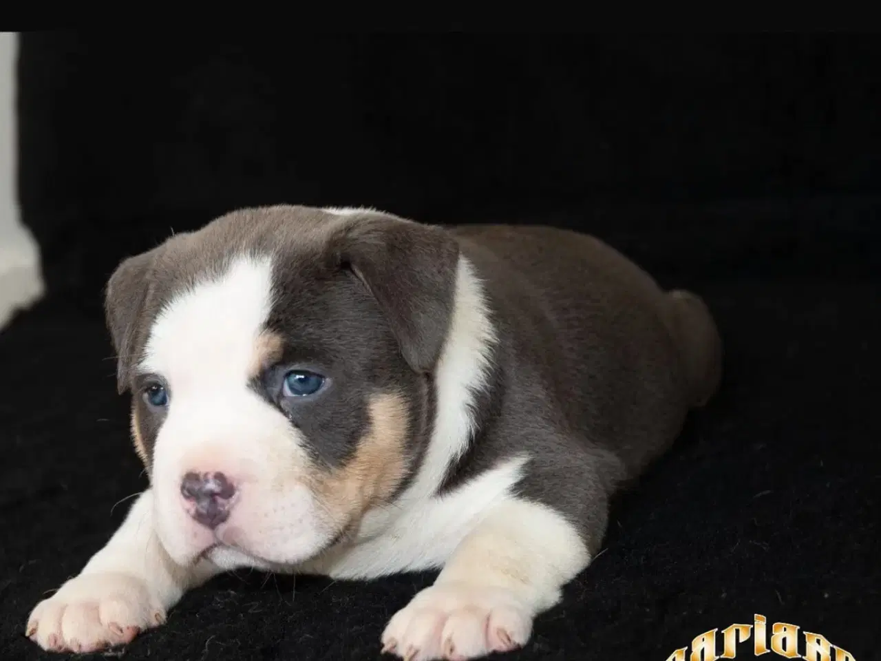 Billede 1 - American Bully 