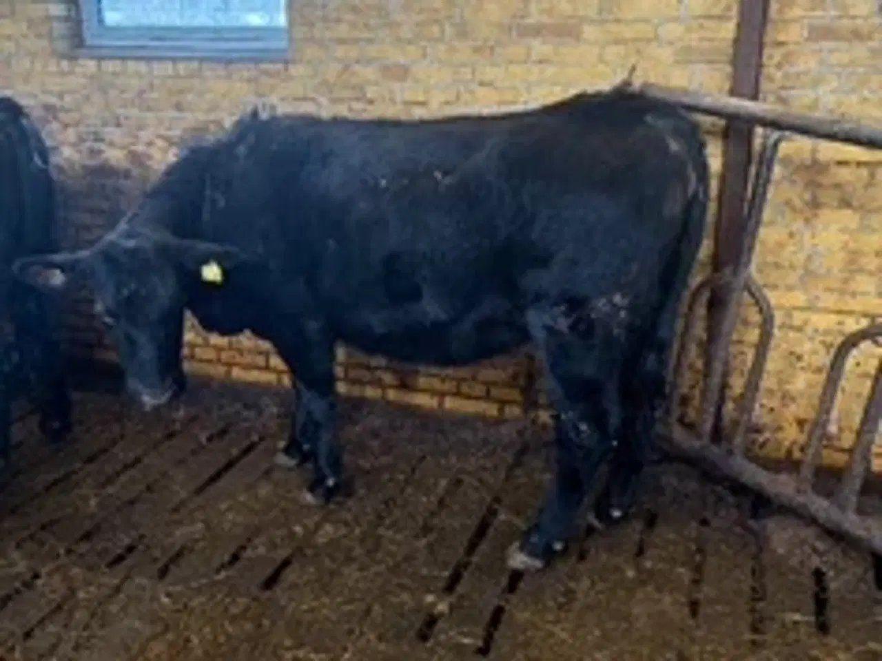 Billede 1 - To Angus kvier.