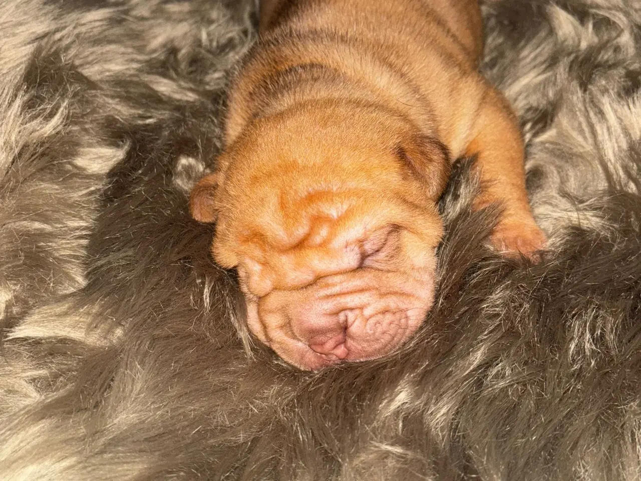 Billede 6 - Smukke Old English Bulldog Mix Hvalpe til salg! 🐾