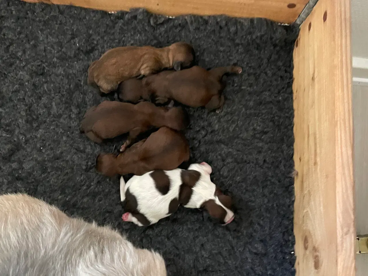 Billede 2 - Shih tzu hvalpe 