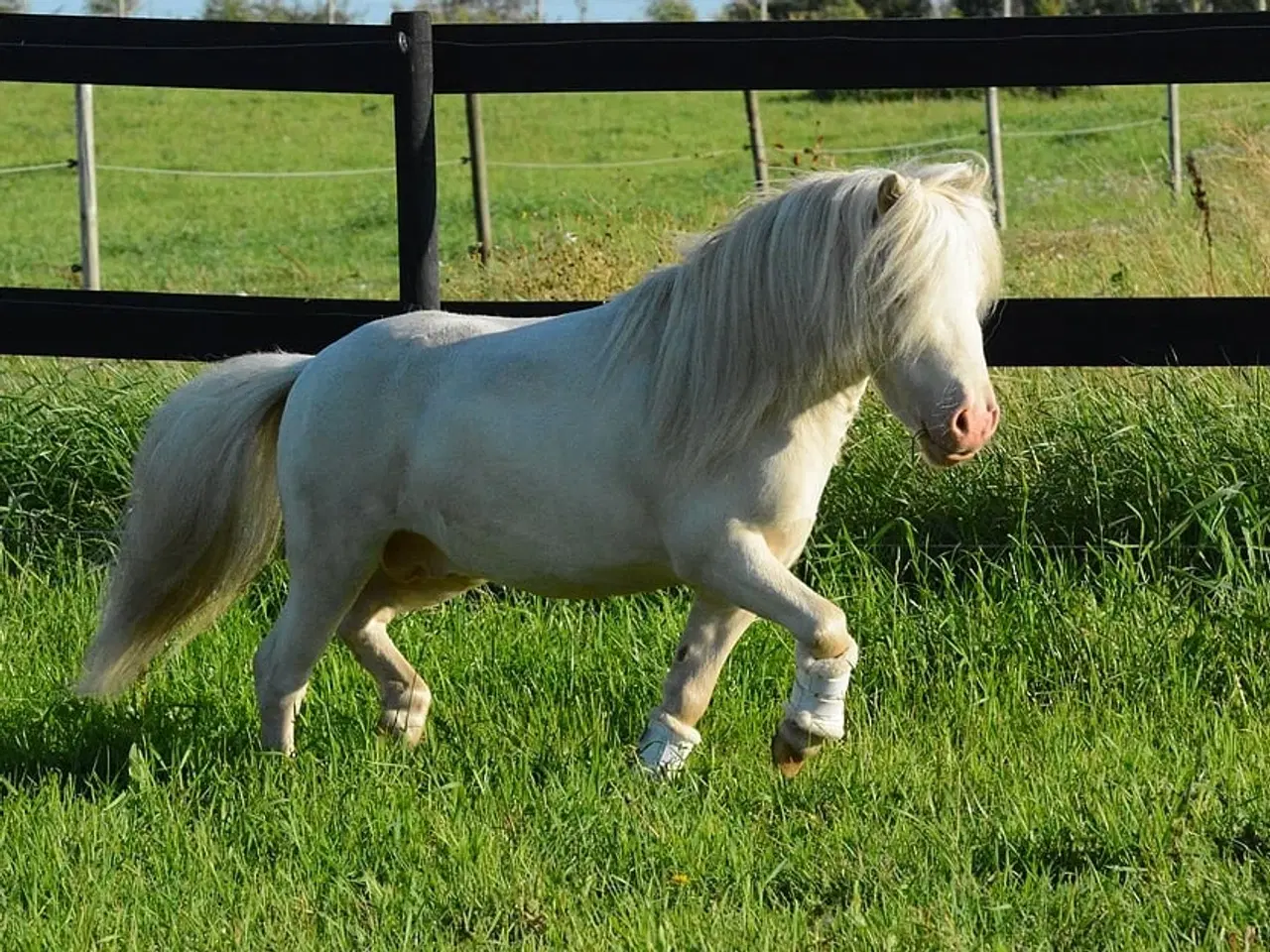 Billede 4 - Mini Shetlænder leases eller byttes i avlssæson 
