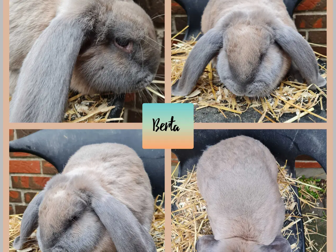 Billede 1 - 4 skønne franske væddere klar til nye hjem 🐰