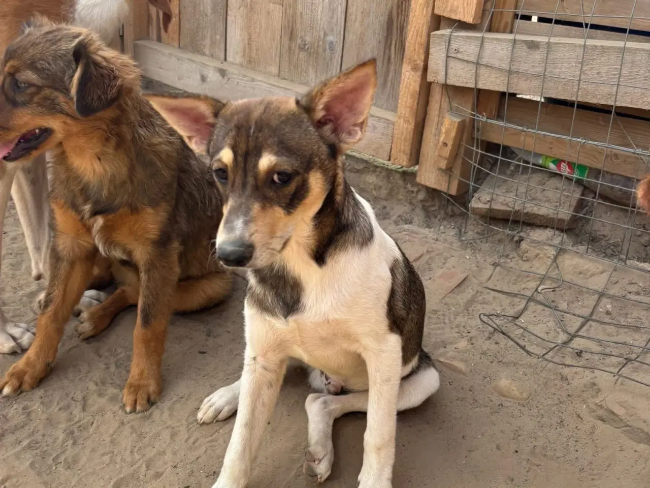 Billede 4 - Erik, modig og social 