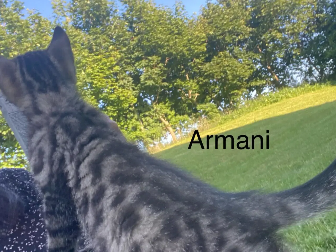 Billede 3 - Polydactyl main coon blanding 