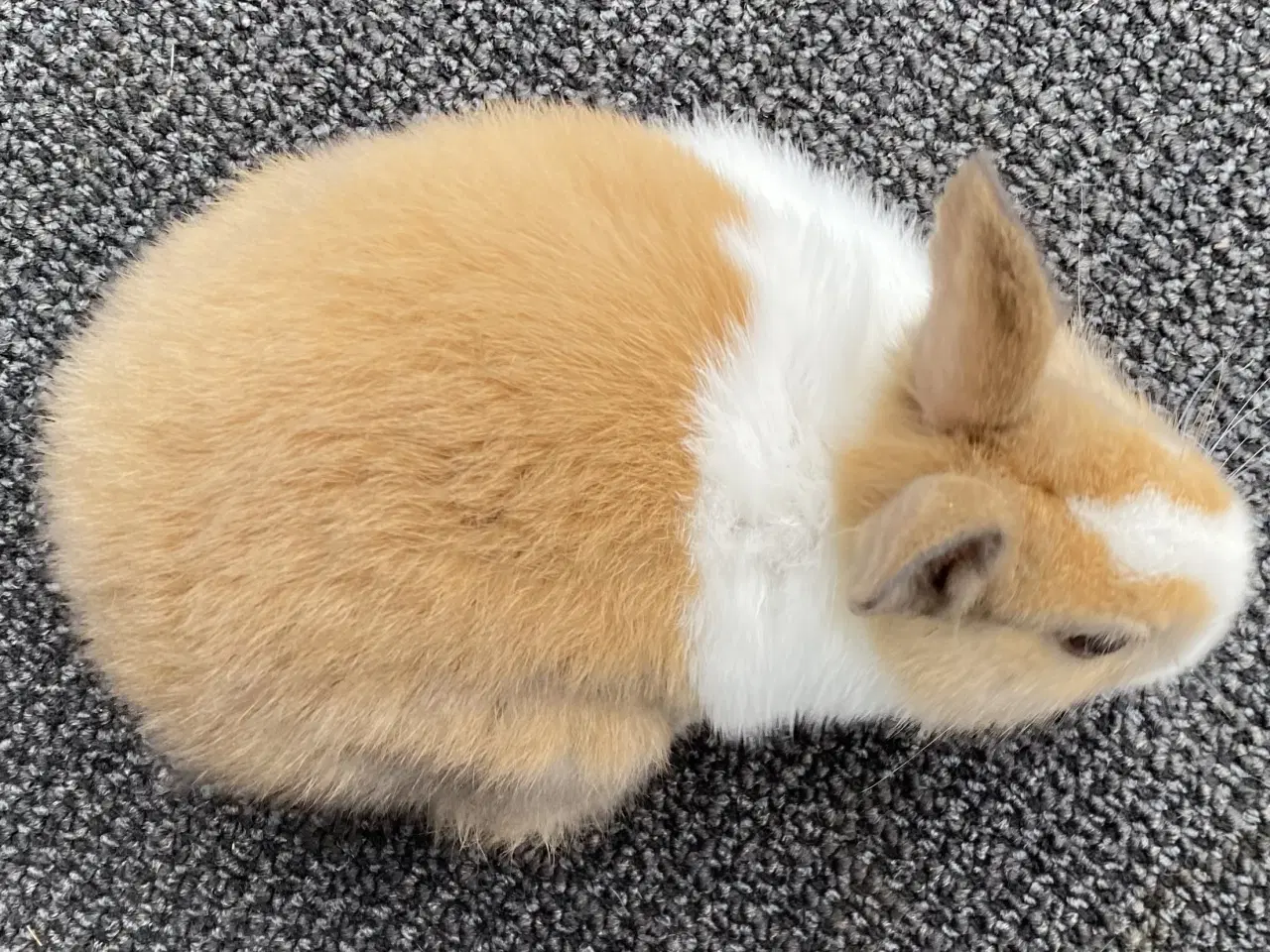 Billede 5 - HOLLÆNDER HAN MADAGASCAR