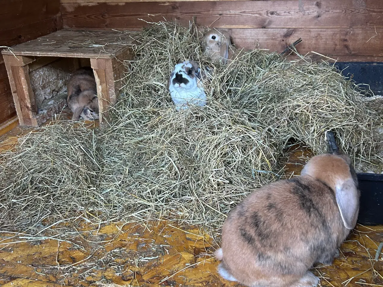 Billede 5 - Kælende kaniner 