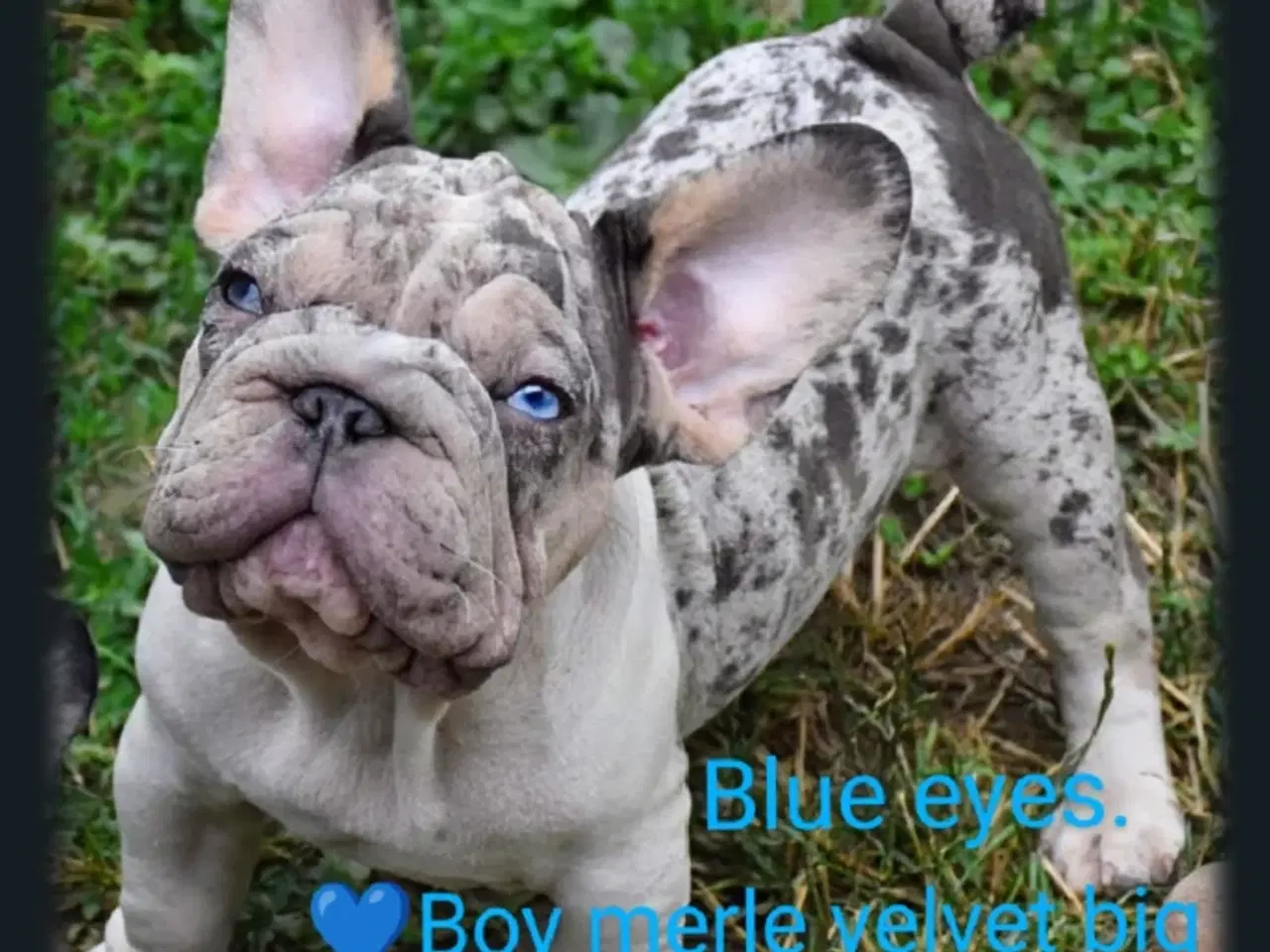 Billede 5 - Fransk bulldog 