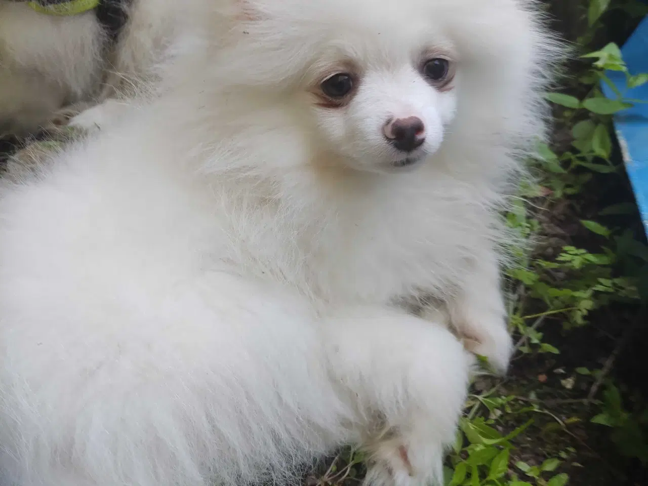 Billede 3 - teacup Pomeranian 
