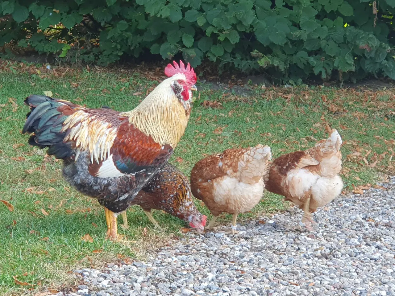 Billede 1 - Favorelles blanding
