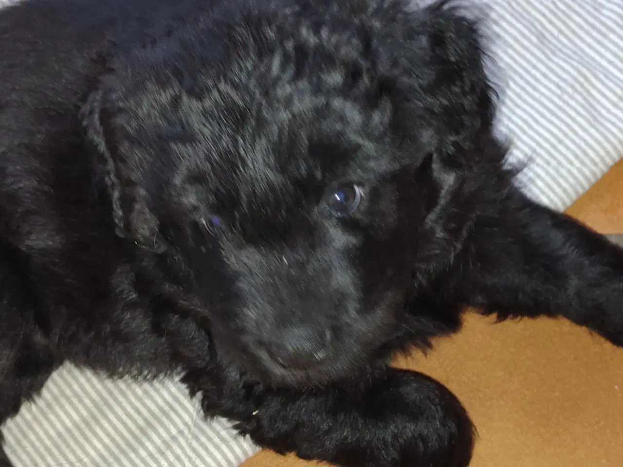 Billede 5 - Dejlige bamser 