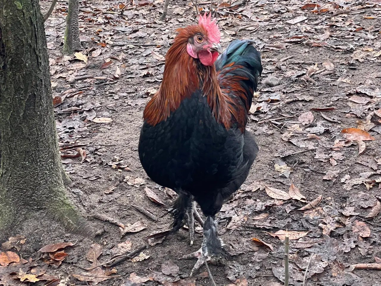 Billede 3 - Sort kobber maran haner