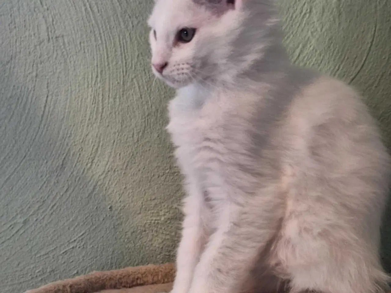 Billede 2 - Maine Coon killing m/stamtavle 