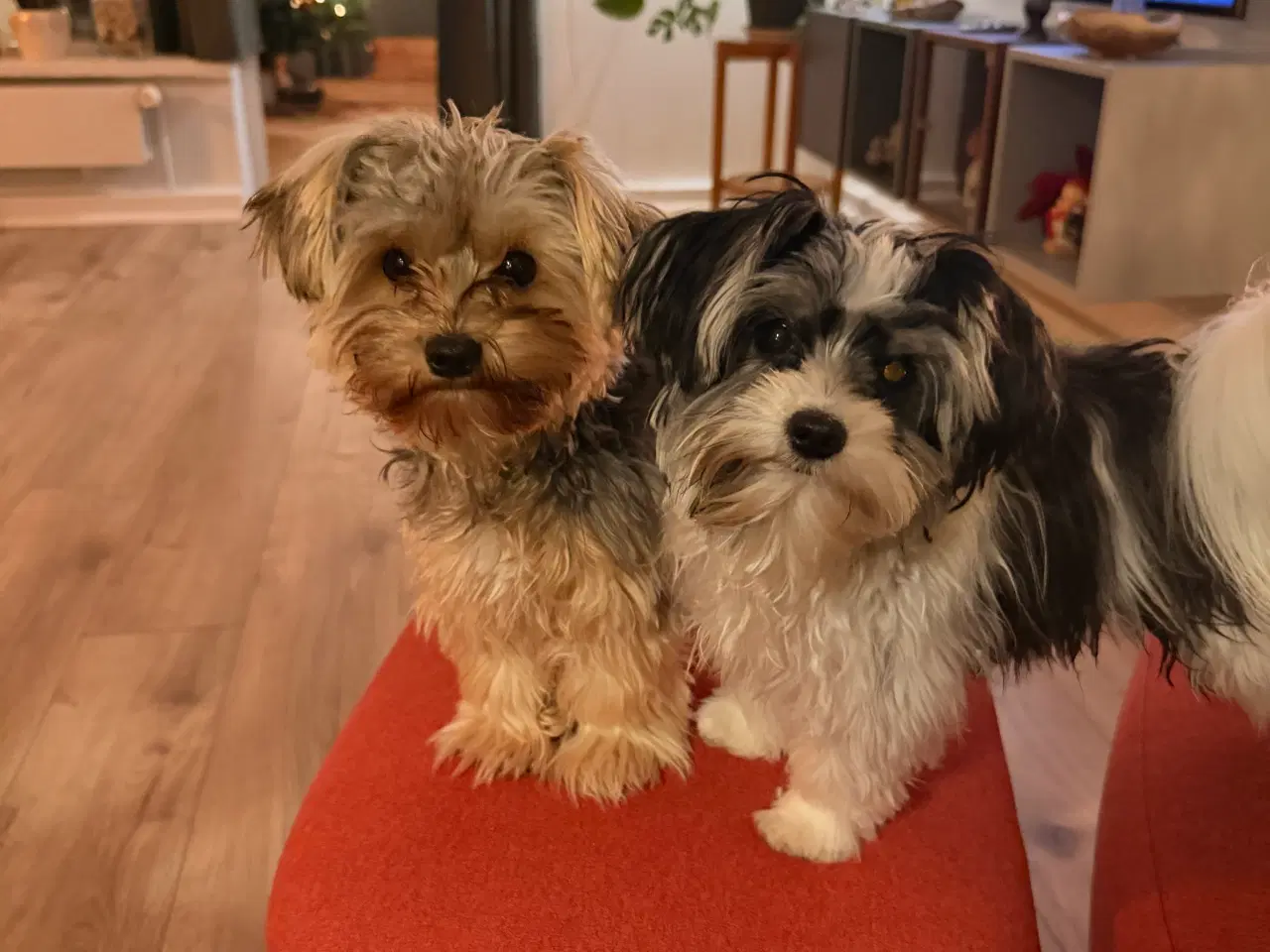 Billede 4 - Parring tilbydes