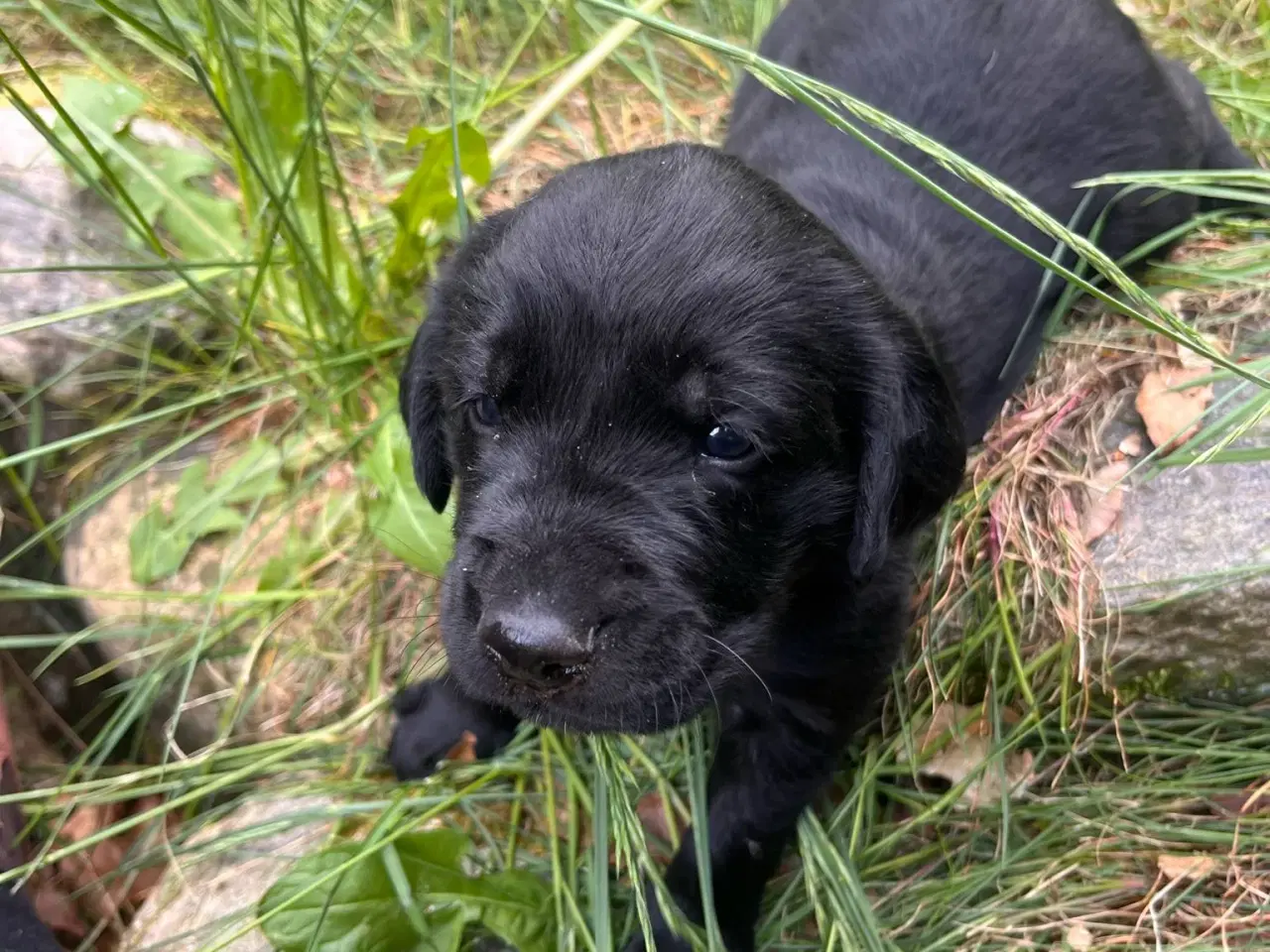 Billede 11 - Hvalpe - Labrador Retriever blanding