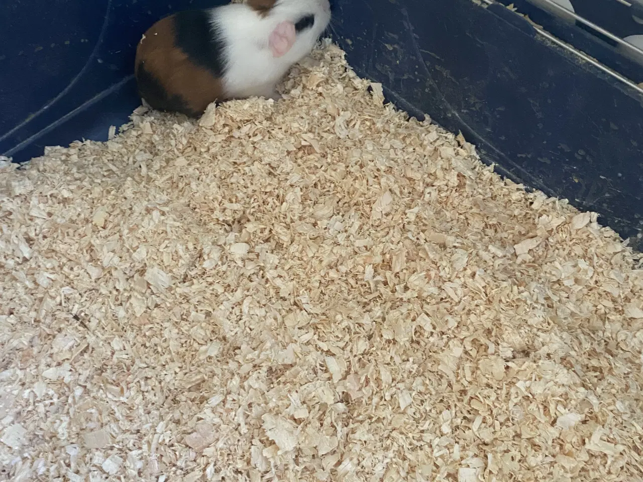 Billede 1 - Marsvine unger 