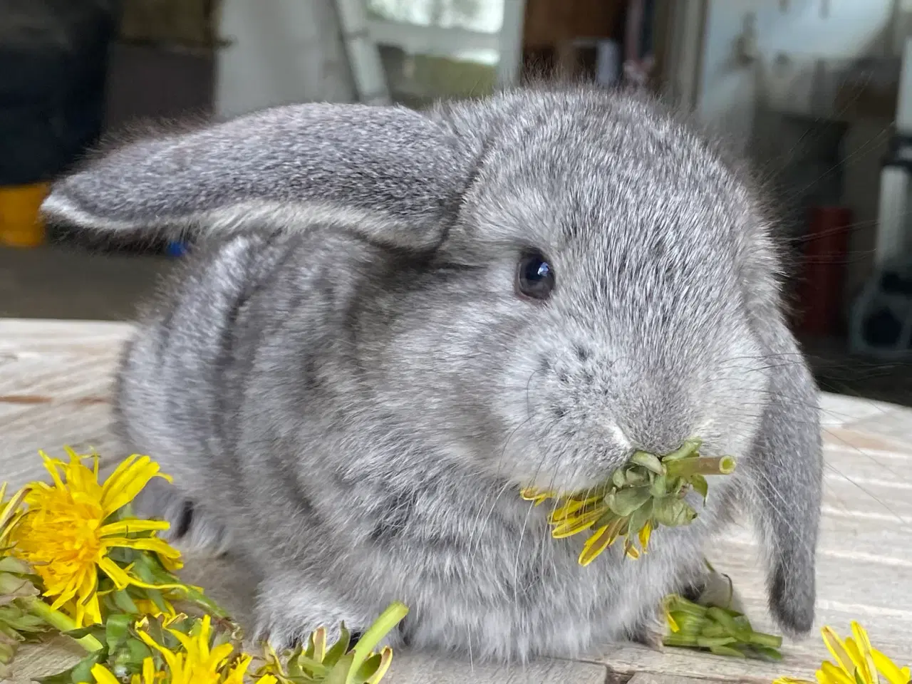 Billede 4 - FRANSK VÆDDER HAN CHINCHILLA