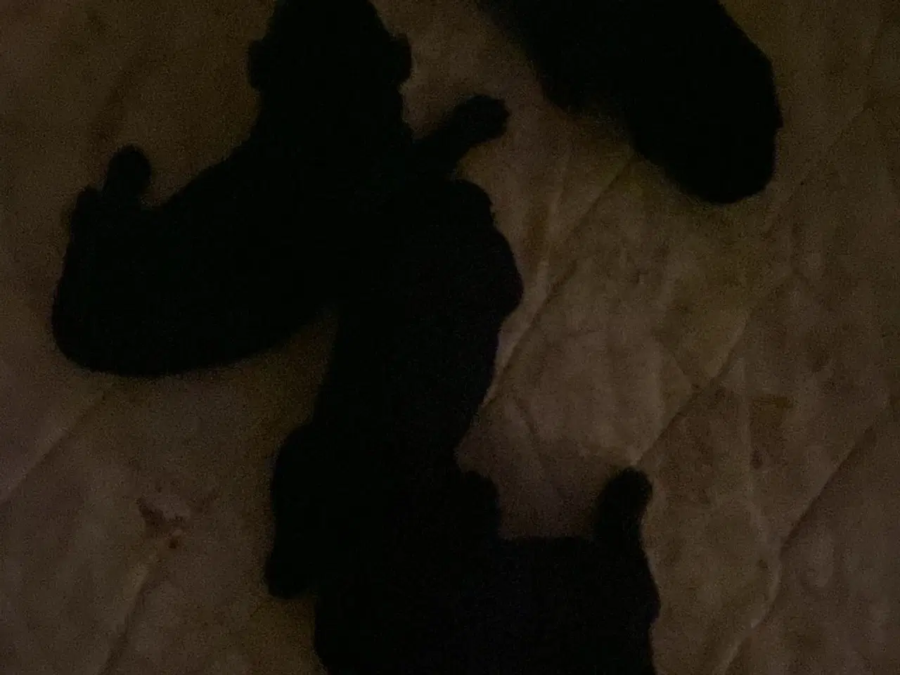 Billede 3 - Super lækre labrador hvalpe