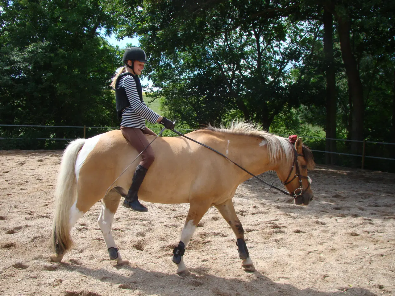 Billede 16 - Pinto/nordbakker blanding 