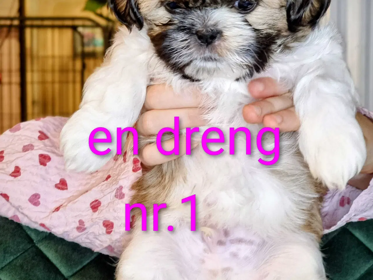 Billede 1 - Shih tzu hvalpe 
