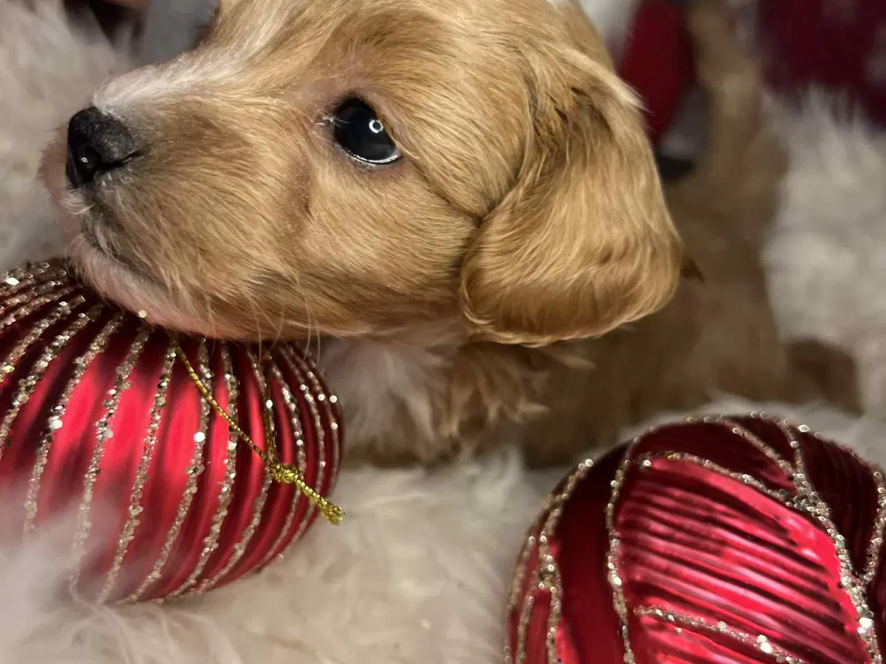 Billede 5 - Maltipoo 