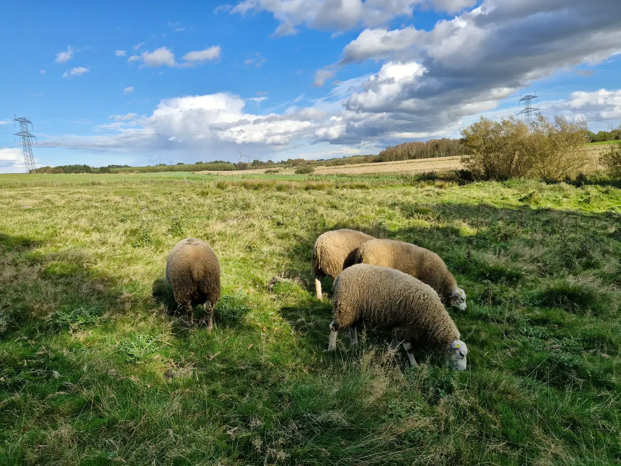 Billede 6 - Flot Texel vædder 2024