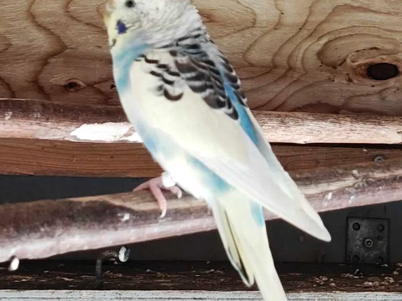 Billede 2 - Undulater