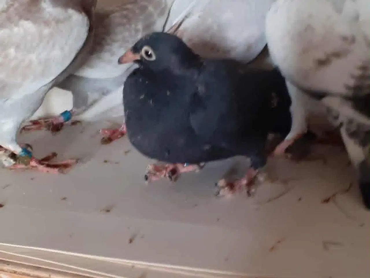 Billede 1 - Brevduer unger Med fast ring DFK og stamtavle